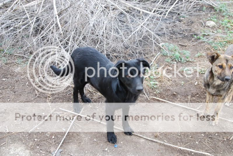 Blacky, mâle, né janvier 2011 (portée des noirs) 95e72773